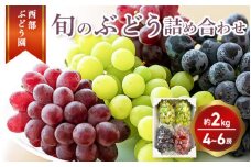 西部ぶどう園 旬のぶどう詰合せ 4～6房 計約2kg 【シャインマスカット ピオーネ  瀬戸ジャイアンツ 紫苑 サニールージュ ハニービーナス 安芸クイーン オリエンタルスター】