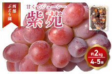 西部ぶどう園 紫苑 4～5房 約2kg 葡萄 フルーツ 果物