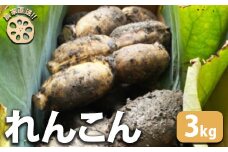 【農家直送！】れんこん 3kg ｜ レンコン 蓮根 産地直送 シャキシャキ 甘み 野菜 やさい 根菜 食品 広島県 竹原市　※2024年8月上旬頃より順次発送予定