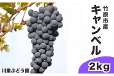 川重ぶどう園 キャンベル ぶどう 2kg【 葡萄 果物 ブドウ フルーツ 果物 薫り高いぶどう 酸味と甘みのバランスが絶妙 】※2025年8月中旬頃から順次発送　※北海道・沖縄・離島への配送不可