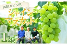 西部ぶどう園 シャインマスカット 2房 約1kg｜ぶどう ブドウ マスカット 葡萄 薄皮 皮ごと 甘い フルーツ 果物 （※2025年8月中旬～10月初旬頃に順次発送予定 ※沖縄・離島への配送不可）