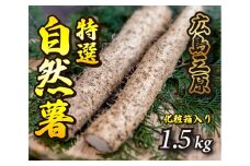 【先行予約】≪標高375ｍで採れた≫自然薯化粧箱入り1.5kg【配達不可：離島】 広島 三原 とろろ 029004