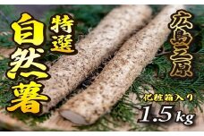 標高375ｍで採れた！自然薯（化粧箱入り）1.5kg 広島 三原 野菜 自然薯 とろろ 029004