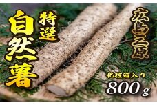 標高375ｍで採れた！自然薯（化粧箱入り）800g 野菜 自然薯 とろろ 広島 三原 029005