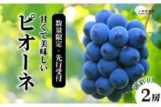 【2025年先行受付】数量限定 ぶどう ＜久和田農園＞朝採り ピオーネ 2房 果物 フルーツ 先行予約 久和田農園  広島 三原 034002