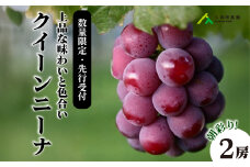 【2025年先行受付】数量限定 ぶどう ＜久和田農園＞ 朝採り クイーンニーナ 2房 果物 フルーツ 先行予約 久和田農園 広島 三原 034004
