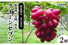【2025年先行受付】数量限定 ぶどう ＜久和田農園＞ 朝採り クイーンセブン 2房 果物 フルーツ 先行予約 久和田農園 広島 三原 034005