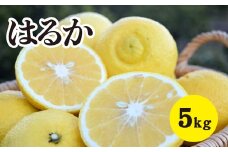 みかん【先行受付】【2026年3月中旬以降発送】濃厚な甘みに驚愕！ 瀬戸内のはるか＜約5kg＞広島 三原 佐木島 鷺島みかんじま 017029