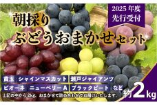 【先行予約】久和田農園の朝採り ぶどう 詰め合わせ 2kg 葡萄 ブドウ 食べ比べ フルーツ 果物 令和7年度お届け 広島県 三原市 034008