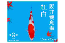 阪井養魚場 錦鯉 紅白 当歳 1匹 ※写真は令和４年度に実際に寄附者へ発送した鯉です※ 【 生き物 魚 飼育 錦鯉 鯉 紅白 三色 優勝 受賞 稚魚 】 お届け：12月～3月　054001