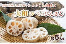 洗い れんこん「大和のべっぴんさん」約5kg  贈答用 三原市大和町 レンコン ギフト 053003