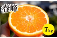みかん【先行受付】【2026年3月上旬以降発送】甘味が強くむきやすい 希少な品種 春峰 ＜約7kg＞ 広島 三原 佐木島 鷺島みかんじま 017026