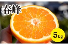 みかん【先行受付】【2026年3月上旬以降発送】甘味が強くむきやすい 希少な品種 春峰 ＜約5kg＞ 広島 三原 佐木島 鷺島みかんじま 017025