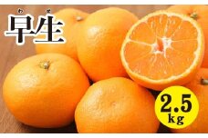 みかん【先行受付】【2025年11月以降発送】甘いだけじゃない！ 甘みと酸味の 早生みかん ＜約2.5kg＞ 広島 三原 佐木島 鷺島みかんじま 017039