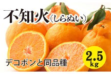 みかん 柑橘【先行受付】【2026年3月以降発送】甘さ抜群しらぬい！デコちゃん【デコポンと同品種】＜約2.5kg＞ 広島 三原 佐木島 鷺島みかんじま 017044