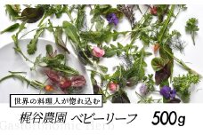 世界の料理人が惚れ込む、広島・梶谷農園のハーブ ベビーリーフ 500g ミシュラン 三つ星 マイクロハーブ　168001