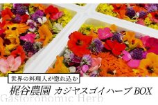 世界の料理人が惚れ込む、広島・梶谷農園のハーブ カジヤスゴイハーブBOX ミシュラン 三つ星 マイクロハーブ　168002