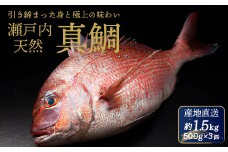 瀬戸内産 天然真鯛 約1.5kg（500g×3匹/鱗・内蔵処理） 鯛 天然鯛 真鯛 天然 鮮魚 下処理済 瀬戸内 広島県 三原市　154001