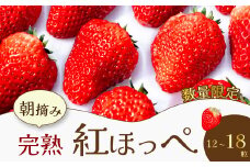 【先行受付・数量限定】朝摘み完熟☆紅ほっぺ いちご 果物 イチゴ 12～18個（400ｇ～600ｇ）  三原いちご園 041001