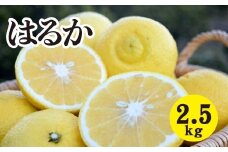 みかん【先行受付】【2026年3月中旬以降発送】濃厚な甘みに驚愕！ 瀬戸内のはるか＜約2.5kg＞広島 三原 佐木島 鷺島みかんじま 017068