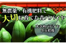 【先行予約】無農薬・有機肥料で大切に育てた 青パパイヤ【大きめパパイヤ4玉程度】