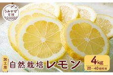 自然栽培　果汁用レモン　4kg(28～40個程度）【柑橘 果物 フルーツ 国産 人気 おすすめ 瀬戸内 広島県  尾道市】