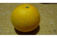 自然農歴11年以上　はっさく・紅八朔　7.5kg【柑橘 果物 フルーツ 国産 人気 おすすめ 瀬戸内 広島県  尾道市】