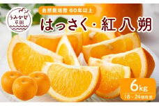 自然栽培歴　60年以上　はっさく・紅八朔　6kg【柑橘 果物 フルーツ 国産 人気 おすすめ 瀬戸内 広島県  尾道市】