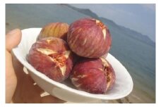 【期間限定】《海辺のいちじく園》日本いちじく  【家庭用】300g×4パック