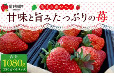 河野園芸の完熟いちご４パック ＜2025年1月から発送開始＞【苺 いちご フルーツ 果物 おすすめ 人気 広島県 尾道市】