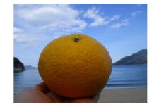 無農薬　甘夏7.5キロ　生口島産【柑橘 果物 フルーツ 国産 人気 おすすめ 瀬戸内 広島県  尾道市】