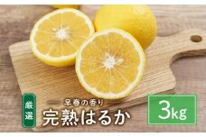 厳選！早春の香り！完熟はるか 家庭用（約3kg）2025年2月中旬～3月上旬 発送予定 フルーツ お取り寄せ 産地直送 もりの農園 ドルチェみかん【人気 おすすめ 瀬戸内 広島県  尾道市】