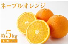 ネーブルオレンジ 約5kg（L・2L・3L）【2025年2月から発送開始】【柑橘 フルーツ 果物 くだもの 食品 人気 おすすめ 広島県 尾道市】