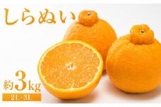 しらぬい 約3kg（2L・3L）【	2025年2月下旬から発送】【不知火 柑橘 フルーツ 果物 くだもの 食品 人気 おすすめ 広島県 尾道市】