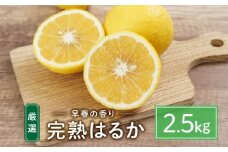 厳選！早春の香り！完熟はるか（2.5kg）2024年2月中旬～3月上旬 発送予定 フルーツ お取り寄せ 産地直送 もりの農園【フルーツ 果物 くだもの 食品 人気 おすすめ】