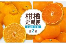 尾道発 厳選！柑橘定期便（全2回）【せとか しらぬい 果物 フルーツ 人気 おすすめ 瀬戸内 広島県  尾道市】