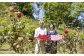 一口で感じる至福の贅沢 バラアイス 福山薔薇人 バラード