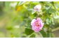 一口で感じる至福の贅沢 バラアイス 福山薔薇人 バラード