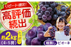 【 期間限定 / 8月下旬〜9月上旬頃 発送 】 沼隈ぶどう「 ピオーネ 」 約2kg  4〜5房（ 種なし ） 広島県福山市/福山市農業協同組合　沼隈グリーンセンター ぶどう ブドウ 葡萄 種なし 大粒 ピオーネ フルーツ 果物 くだもの 広島 福山  [BAEV002]