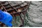 とろける贅沢初摘みのり 乾物 海苔 味付のり 焼きのり のり 詰合せ 贈答