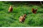 ストレスフリーな環境で飼育！卵 鶏卵 たまご 高級 生卵 濃厚 ケーキ お菓子