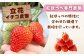 「紅ほっぺ」専門のいちご農園がお届け いちご 苺 イチゴ 果物 フルーツ 