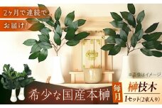 【全2回定期便】植物 備後・榊（サカキ）切り枝 １束サイズ1セット（2束入り） 広島県福山市/小林商事 本榊 さかき 国産 神棚 枝木 [BAEA011]