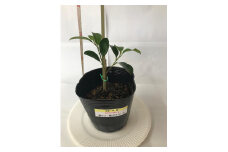 植物 福の山・榊（サカキ） 苗木(1ポット):20cm 広島県福山市/小林商事 本榊 さかき 苗木 地植え 神棚 プランター 観葉植物 [BAEA009]