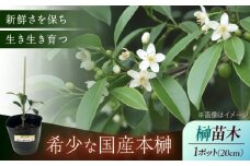 植物 福の山・榊（サカキ） 苗木(1ポット):20cm 広島県福山市/小林商事 本榊 さかき 苗木 地植え 神棚 プランター 観葉植物 [BAEA009]