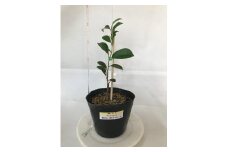 植物 福の山・榊（サカキ） 苗木（1ポット）：30cm 広島県福山市/小林商事 本榊 さかき 苗木 地植え 神棚 プランター 観葉植物 [BAEA008]