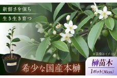 植物 福の山・榊（サカキ） 苗木（1ポット）：30cm 広島県福山市/小林商事 本榊 さかき 苗木 地植え 神棚 プランター 観葉植物 [BAEA008]