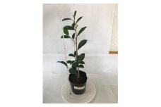 植物 福の山・榊（サカキ） 苗木（1ポット）:40cm 広島県福山市/小林商事 本榊 さかき 苗木 地植え 神棚 プランター 観葉植物 [BAEA007]