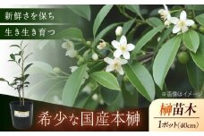 植物 福の山・榊（サカキ） 苗木（1ポット）:40cm 広島県福山市/小林商事 本榊 さかき 苗木 地植え 神棚 プランター 観葉植物 [BAEA007]