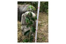 植物 福の山・榊（サカキ) 苗木(1ポット)：50cm 広島県福山市/小林商事 本榊 さかき 苗木 地植え 神棚 プランター 観葉植物 [BAEA006]
